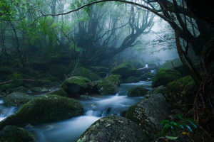 Mononoke-forest,-Yakushima-island